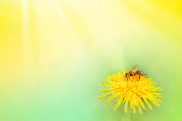 Spring or summer background. Honey Bee collecting pollen on yellow dandelion flower. Spase for text