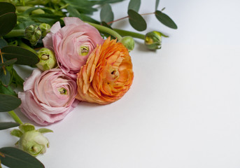 Beautiful ranunculus flowers  on white background. Pink and orange flowers.