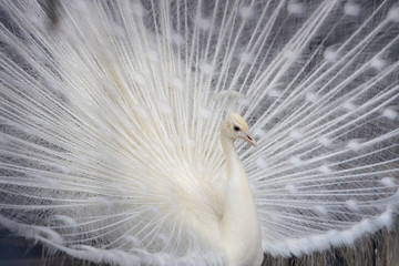 Naklejka premium 白孔雀 (白変種)