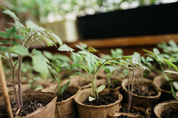 seedlings in peat pots.Baby plants seeding, black hole trays for agricultural seedlings.The spring...