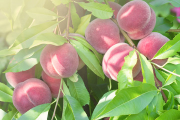 Almond blossoms over blurred nature background