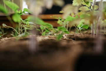 seedlings in peat pots.Baby plants seeding, black hole trays for agricultural seedlings.The spring...