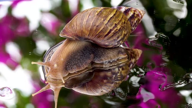 Achatina fulica snail crawling on the mirror