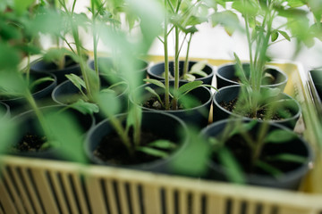 seedlings in peat pots.Baby plants seeding, black hole trays for agricultural seedlings.The spring...