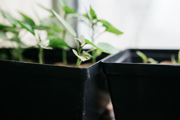 seedlings in peat pots.Baby plants seeding, black hole trays for agricultural seedlings.The spring...