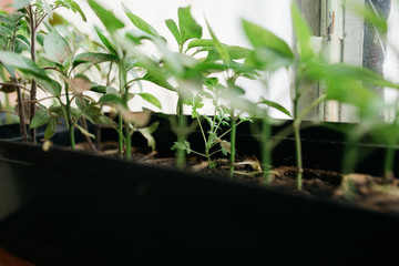 seedlings in peat pots.Baby plants seeding, black hole trays for agricultural seedlings.The spring...