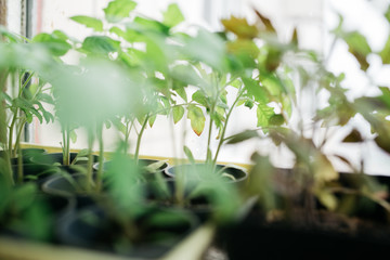 seedlings in peat pots.Baby plants seeding, black hole trays for agricultural seedlings.The spring...