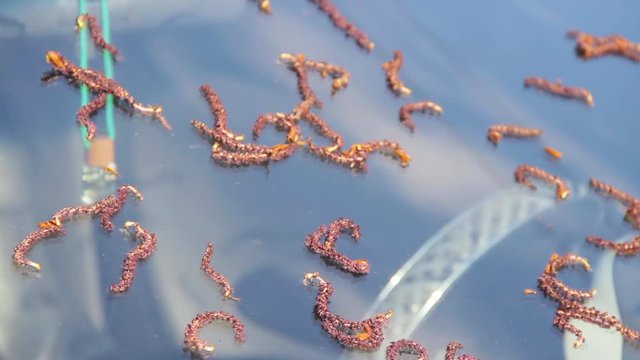Auto windshield covered with alder earrings catkins and full-blown sticky buds. Luxury white car is parked under a flowering tree. Glass surface needs deep cleaning. Steering wheel interior seen close