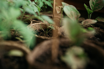 seedlings in peat pots.Baby plants seeding, black hole trays for agricultural seedlings.The spring...
