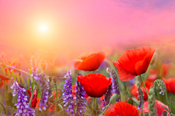 Naklejki  Wiosenne maki kwiaty pierwiosnków na pięknym różowym tle makro. Niewyraźne tło delikatne nieba. Tle przyrody kwiatowy, wolne miejsce na tekst. Romantyczny miękki delikatny obraz artystyczny.