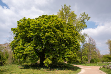 Fototapeta na wymiar Chestnut tree four seasons set: spring afternoon, april