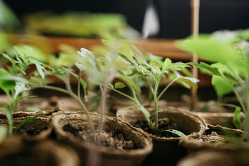 seedlings in peat pots.Baby plants seeding, black hole trays for agricultural seedlings.The spring...