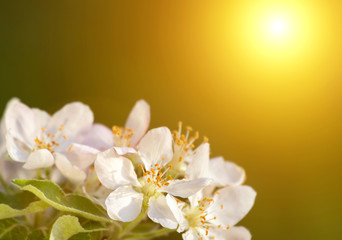 Sprig of Crab Apple Blossom, Malus sylvestris