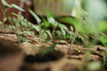seedlings in peat pots.Baby plants seeding, black hole trays for agricultural seedlings.The spring...