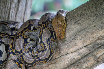 Fototapeta premium burmese python on stick tree at thailand