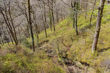Fototapeta premium View of the stream on the tourist trail in the mountains of Snowdonia, Wales.