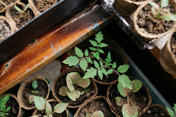seedlings in peat pots.Baby plants seeding, black hole trays for agricultural seedlings.The spring...
