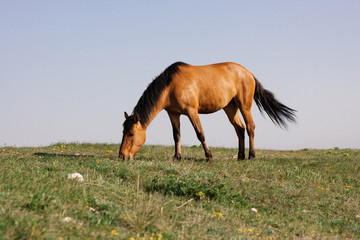Obraz premium Beautiful red horse grazing in a meadow in spring