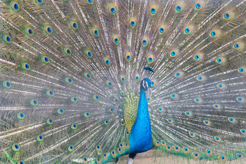 Obraz premium インドクジャク