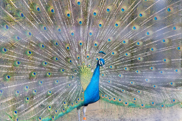 Obraz premium インドクジャク