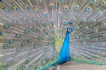 Obraz premium インドクジャク