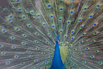 Obraz premium インドクジャク