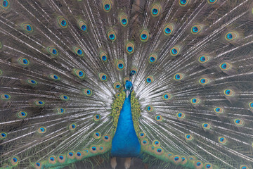 Obraz premium インドクジャク