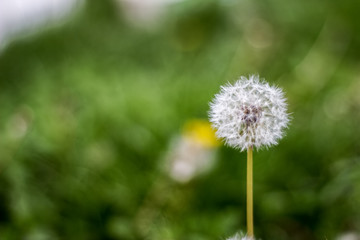 Dandelion puff ball, blow ball, seed head, leontodon taraxacum from low angle or perspective isolated with select focus, soft bokeh background