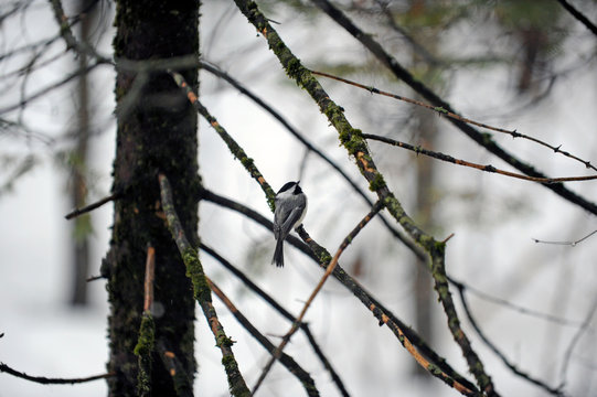 m&eacute;sange &agrave; t&ecirc;te noire
