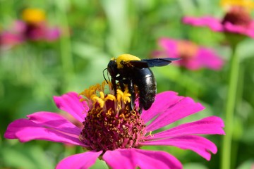 insect on flower