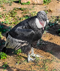 Portrait of andean condor on the ground. Latin name - Vultur gryphus