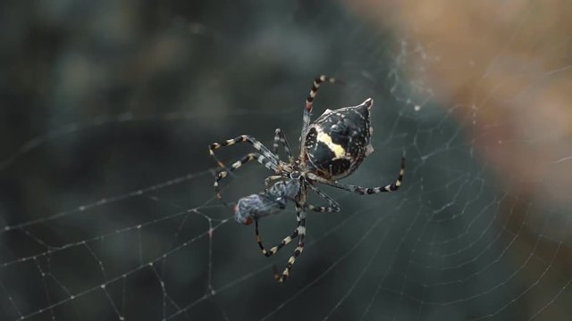 Macro close up of a beautiful garden orb weaver spider found in Puerto Rico spinning a caught fly and sucking it's blood in 120 fps slow motion.