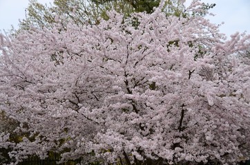 spring blooming tree with pink flowers