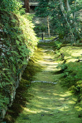 Path covered moss. Kyoto, Japan