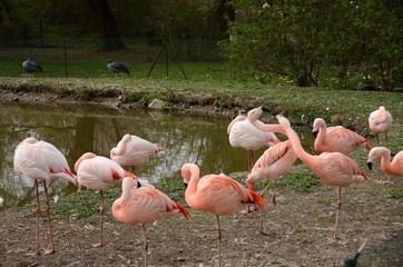 pink flamingo in captivity in Pilsen ZOO Czech republic 