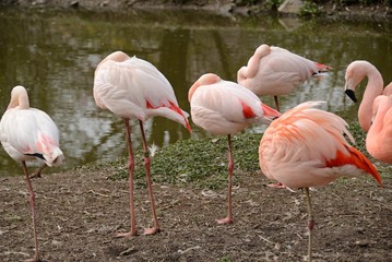 pink flamingo in captivity in Pilsen ZOO Czech republic 