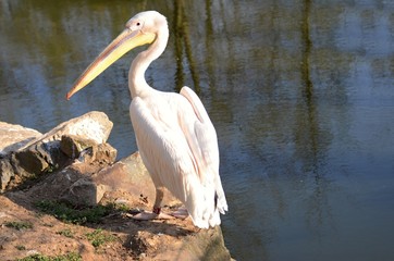 White Pelican in Zoo Pilsen Czech republic 