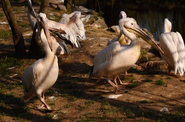 White Pelican in Zoo Pilsen Czech republic 