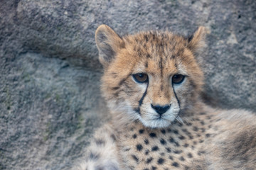 チーター, 子ども