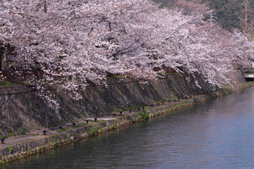 Cherry blossom along the river in the daytime. Kyoto, Japan