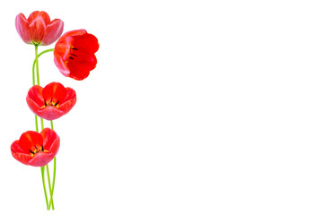 Obraz premium spring flowers tulips