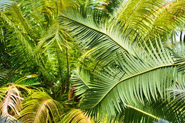 Cycads palm trees leaves growing in botanical garden. Green leaves background.