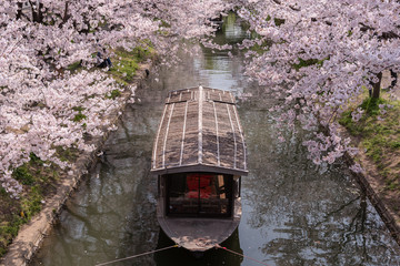 Old wooden boat is floating on the small river with full blow cherry blossoms. Kyoto, Japan