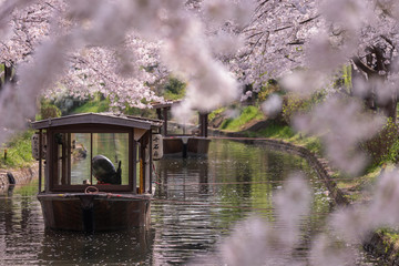 Japanese house boats on the river under the pink sakura flower. Kyoto, Japan
