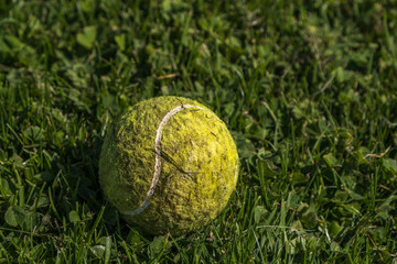 Worn Tennis ball on green grass. Copy space.
