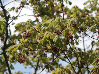 Acer japonicum 'Aconitifolium' - Erable du Japon à feuilles d'aconit