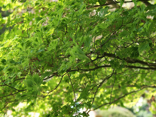 Acer japonicum 'Aconitifolium' - Erable du Japon à feuilles d'aconit 
