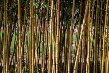 Bambusstäbe einer Hecke