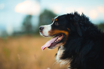 Side view at bernese mountain dog walking outdoor