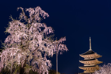 Big cherry blossom tree with japanese pagoda in Toji. Kyoto, Japan